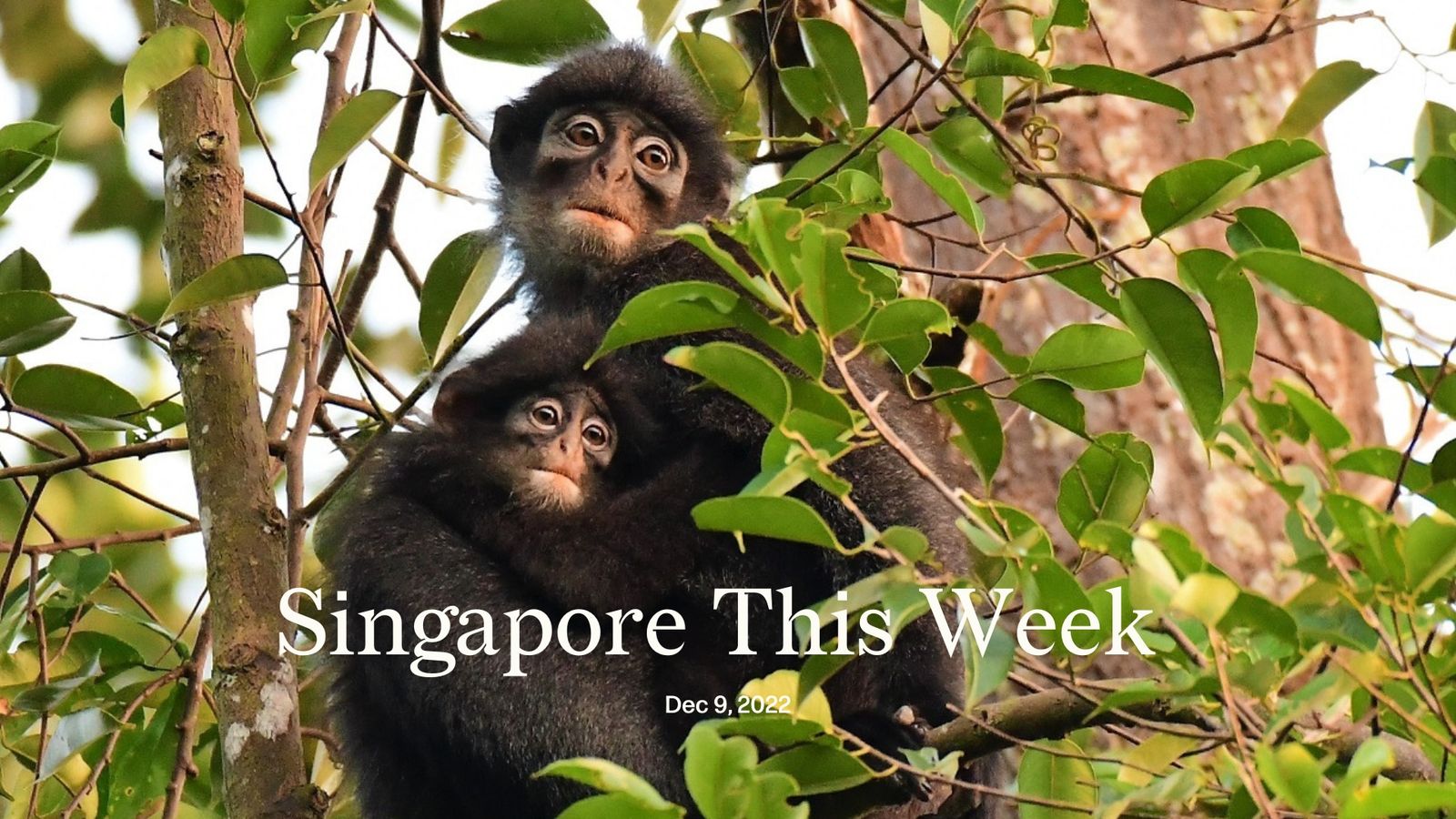 Singapore This Week