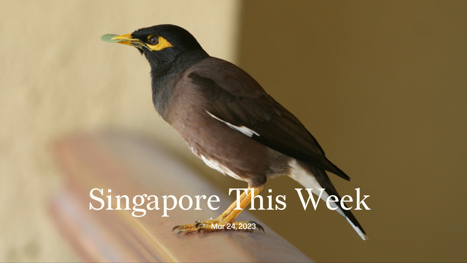 Singapore This Week