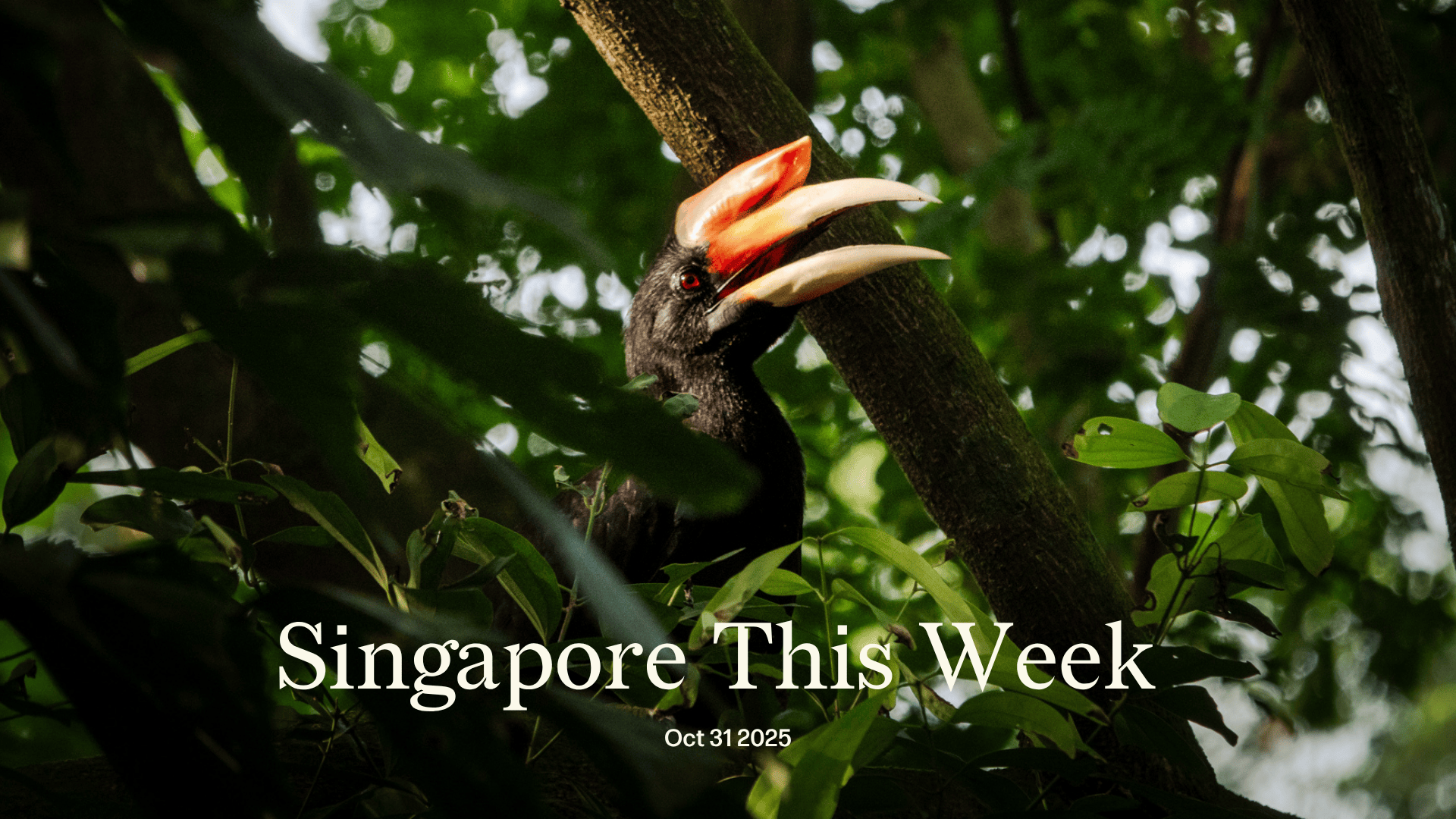 Singapore This Week