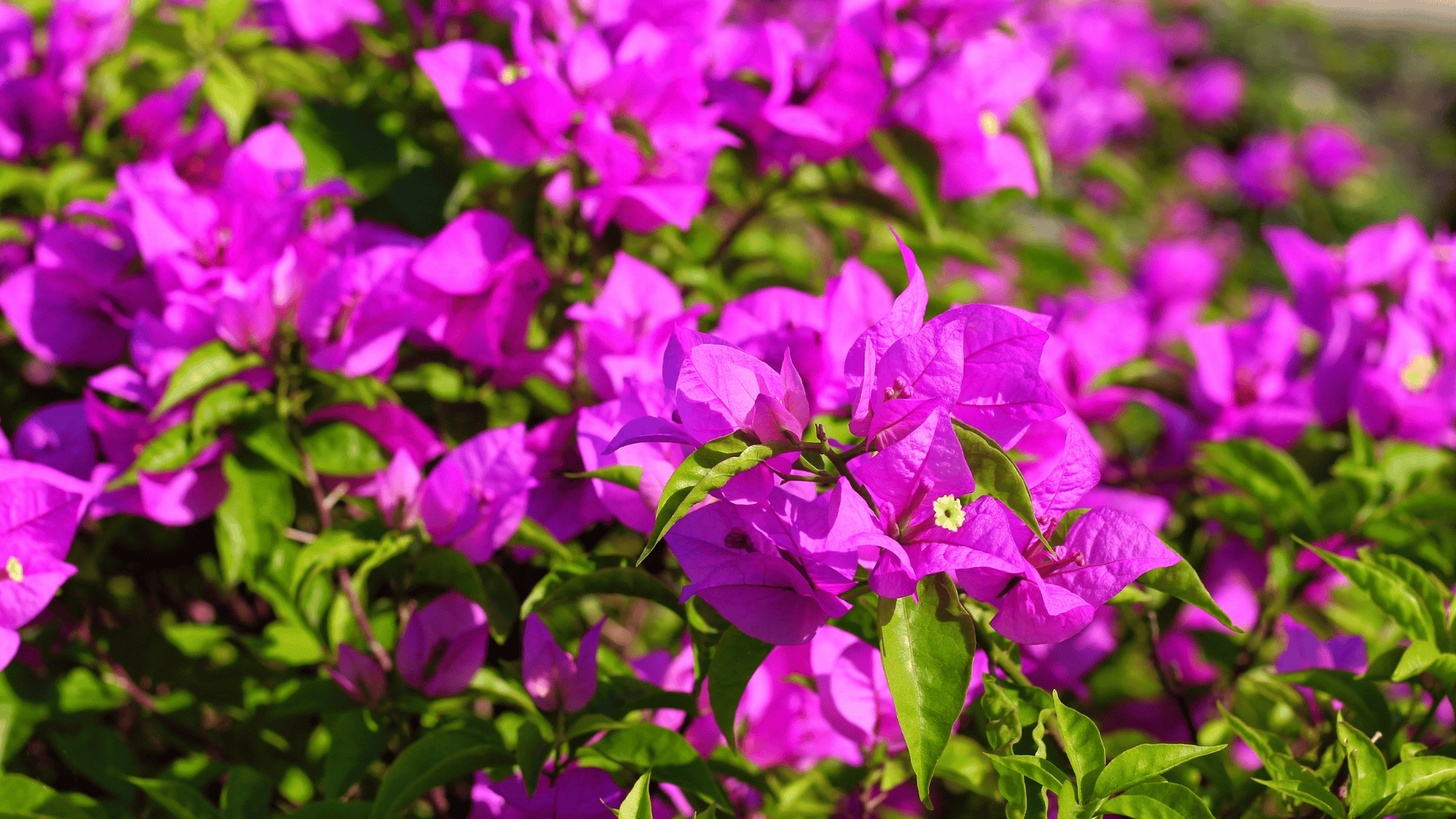The bougainvilleas outside