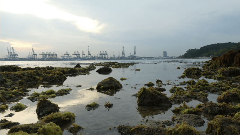 The fight for Singapore’s wild spaces